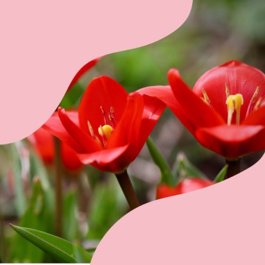 Assortiment printanier fleurs rouges