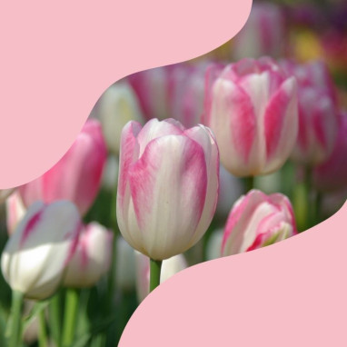 Assortiment printanier fleurs roses