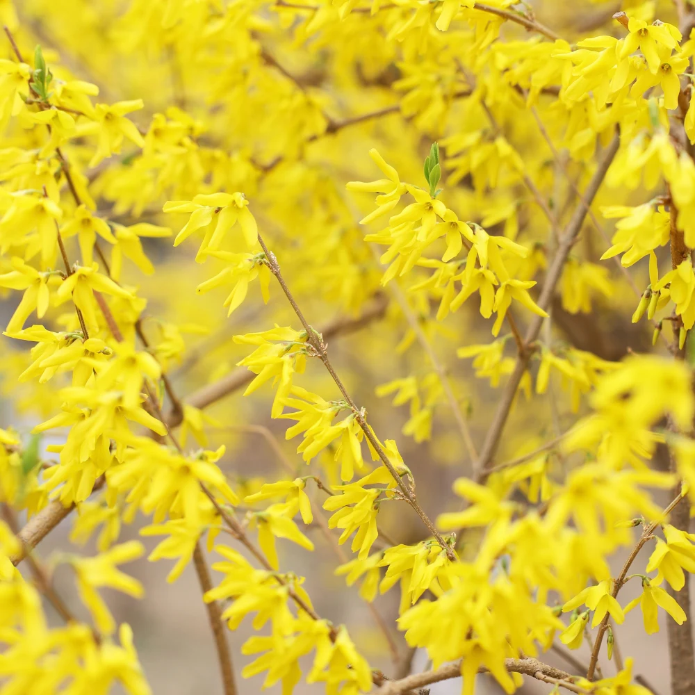bouture-forsythia