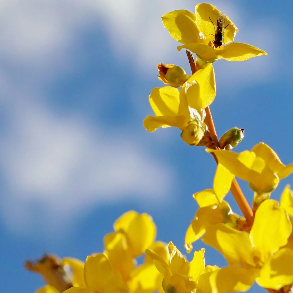 floraison forsythia