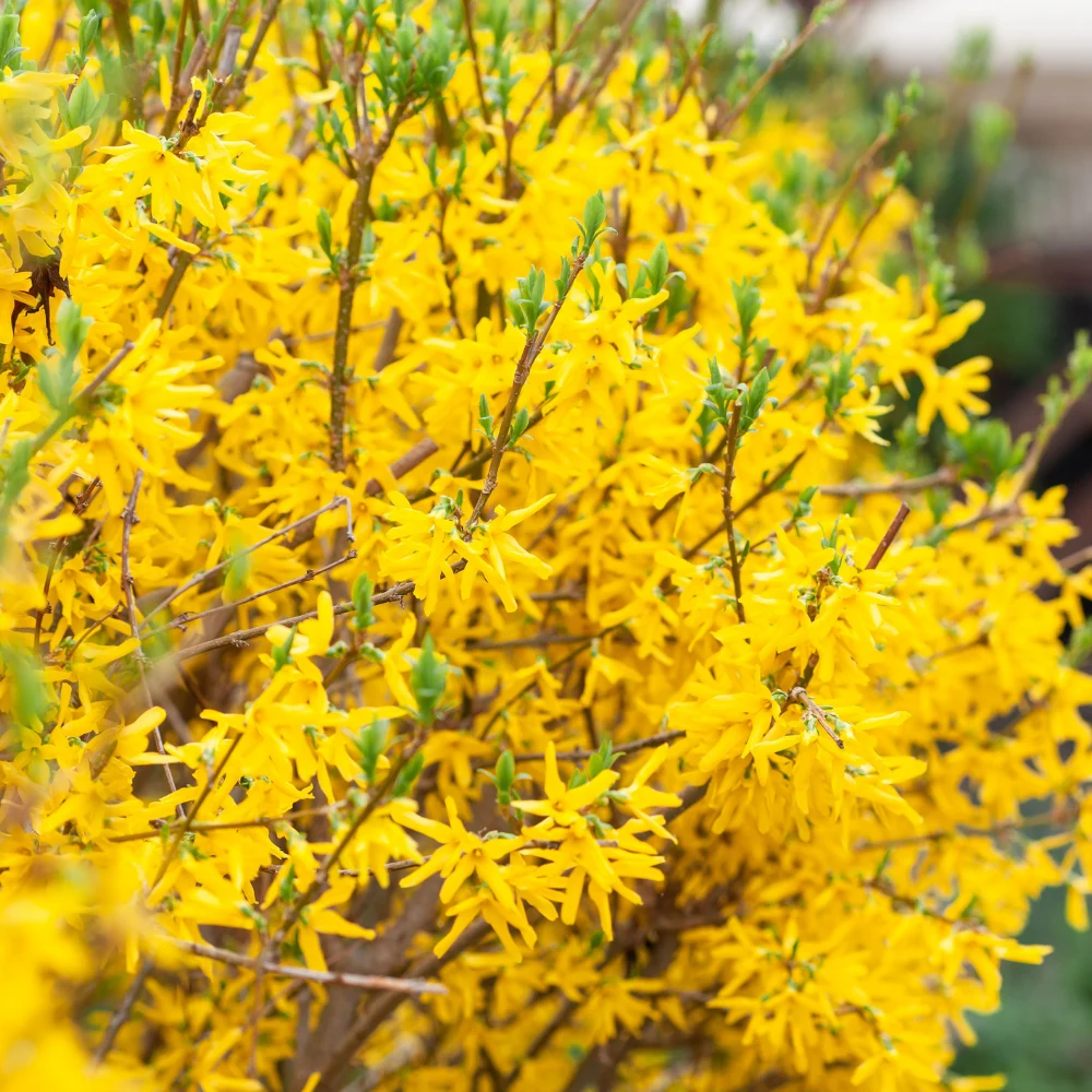 taille-forsythia