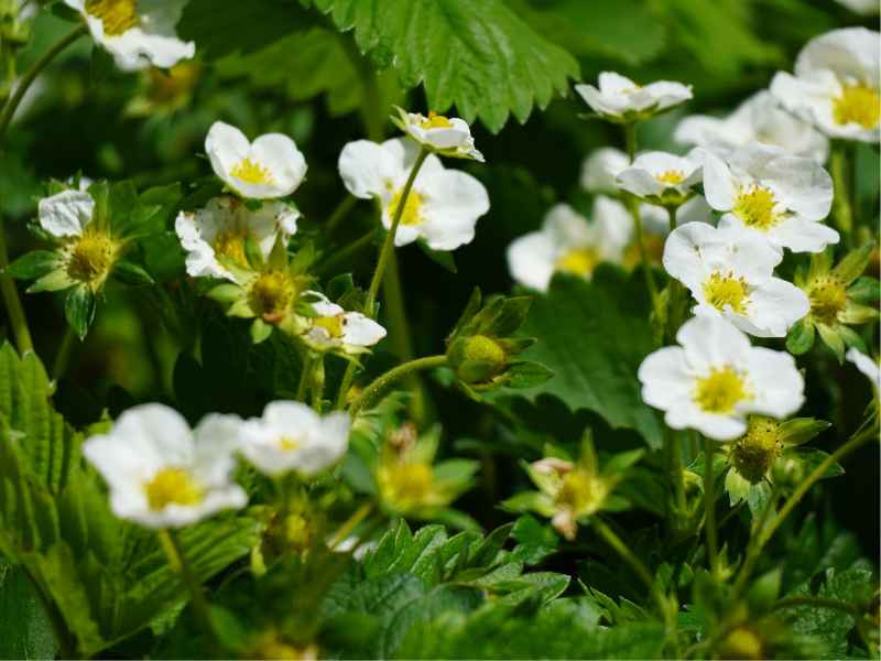 Plants d'automne