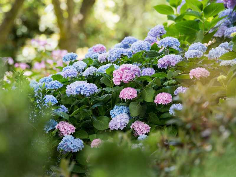 Hortensias macrophyllas