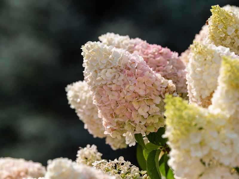 Hortensias paniculés
