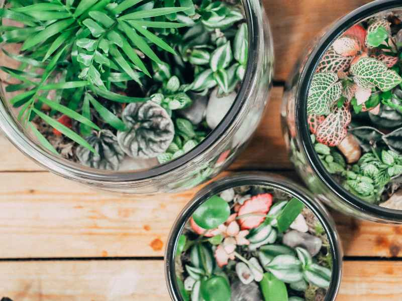 Pour terrarium