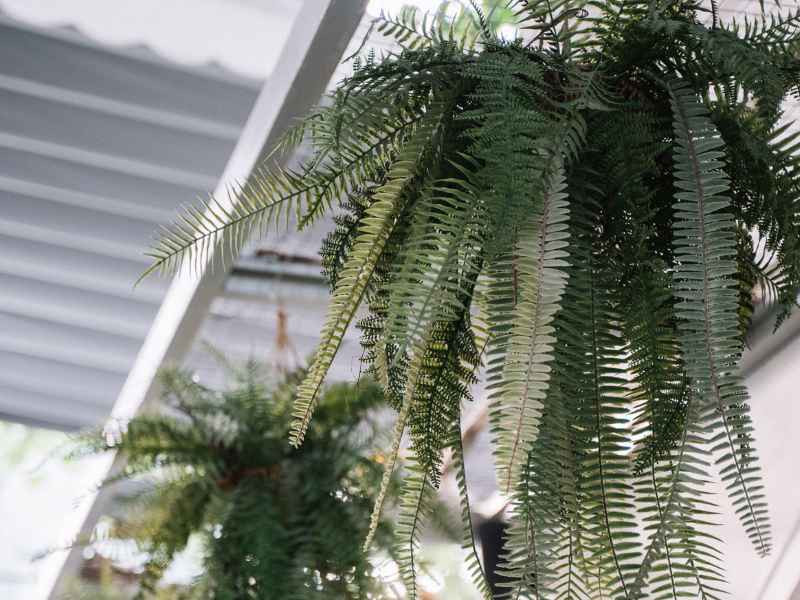 Plantes suspendues