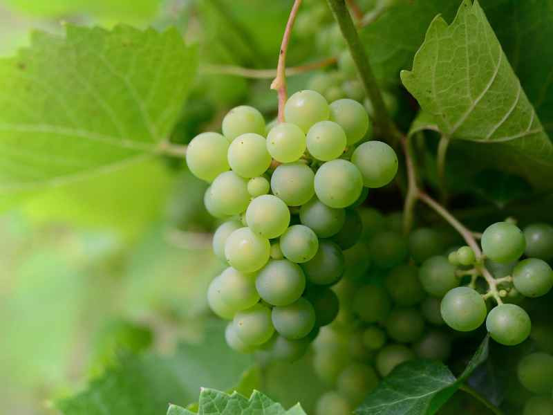 Vignes