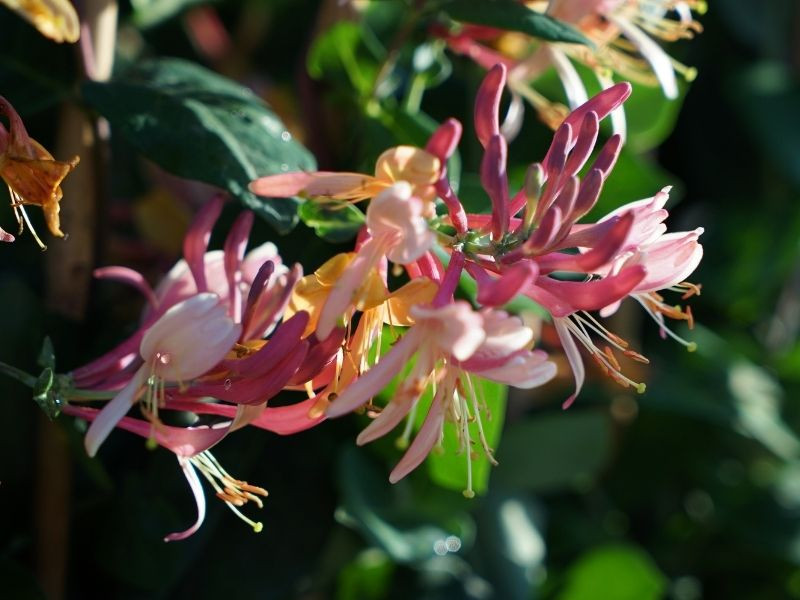 Mon jardin parfumé