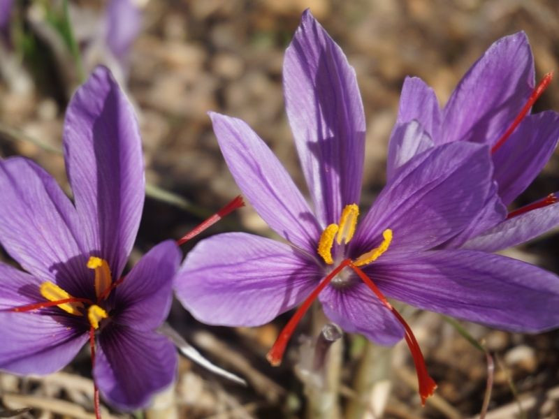 Plantes de saison