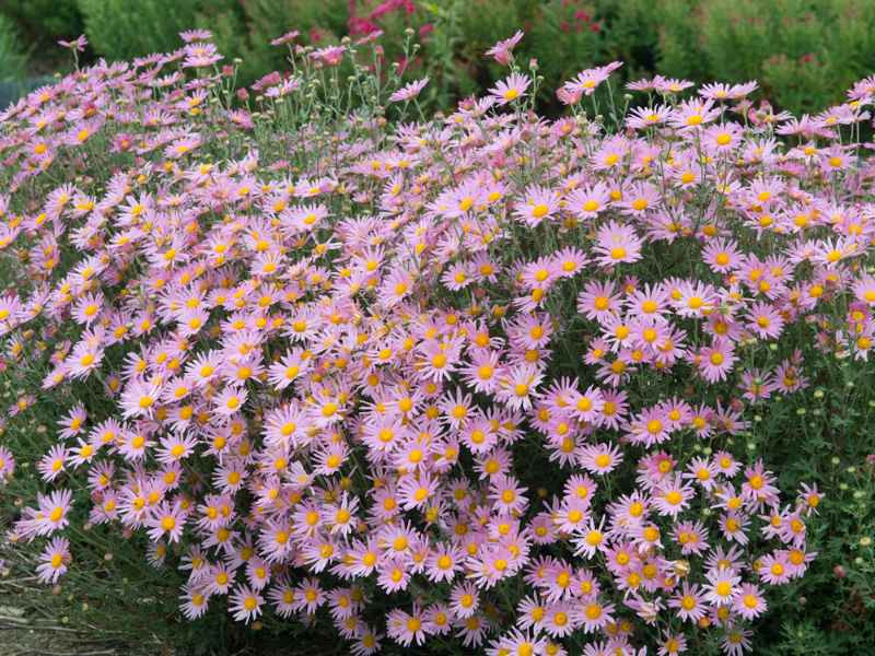 Les fleurs d'automne