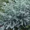 Eucalyptus