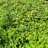 Pittosporums