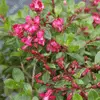 Escallonias