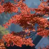 Acers