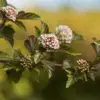 Physocarpus