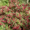 Weigelas