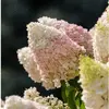 Fleuris
