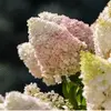 Hortensias