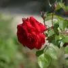 Rosiers