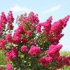Lilas des Indes