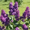 Lilas