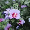 Hibiscus