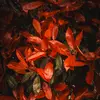 Photinias