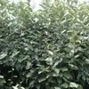 Eleagnus