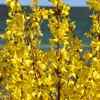 Forsythias