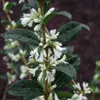 Osmanthus