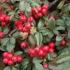 Cotoneasters