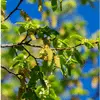 Arbres