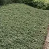 Arbustes couvre-sols