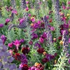 Bulbes à fleurs