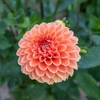 Dahlias