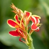 Cannas