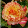 Bégonias tubéreux