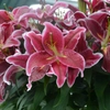 Lys