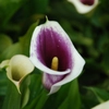 Arums