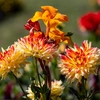 Bulbes de printemps