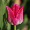 Tulipes
