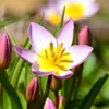 Tulipes sauvages