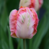 Tulipes perroquets