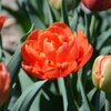 Tulipes hâtives