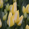 Tulipes pluriflores