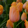 Tulipes tardives