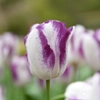 Tulipes triomphes