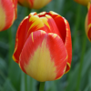 Tulipes darwin