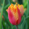 Tulipes dentelles