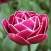 Tulipes pivoines